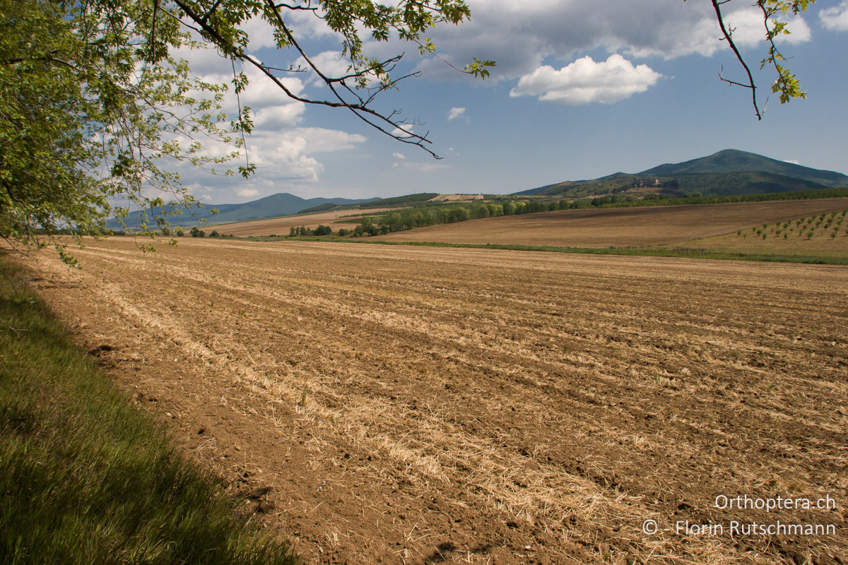 01.08.2007 Intensiv bewirtschaftete ungarische Landschaft mit der Festung Boldogkővár im Hintergrund. Ungarn
