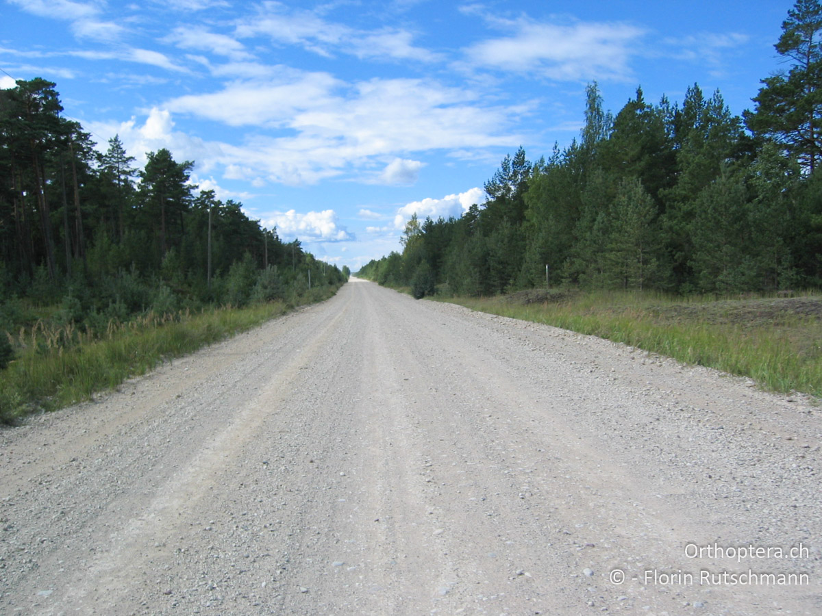 24.08.2004 Unendliche Gerade durch den Slīteres Nationalparks. Lettland