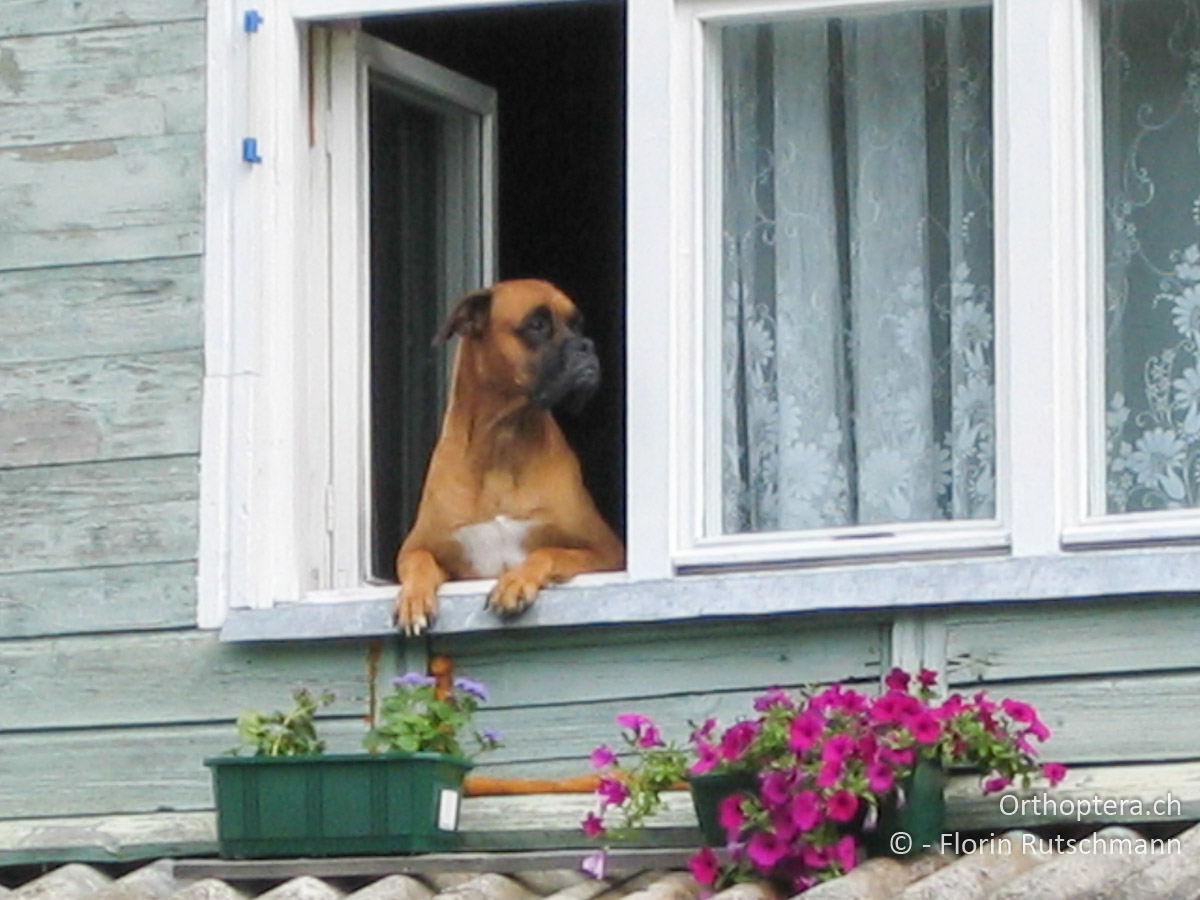 28.08.2004 Da gerät auch mal ein Vierbeiner etwas aus dem Häuschen! Lettland