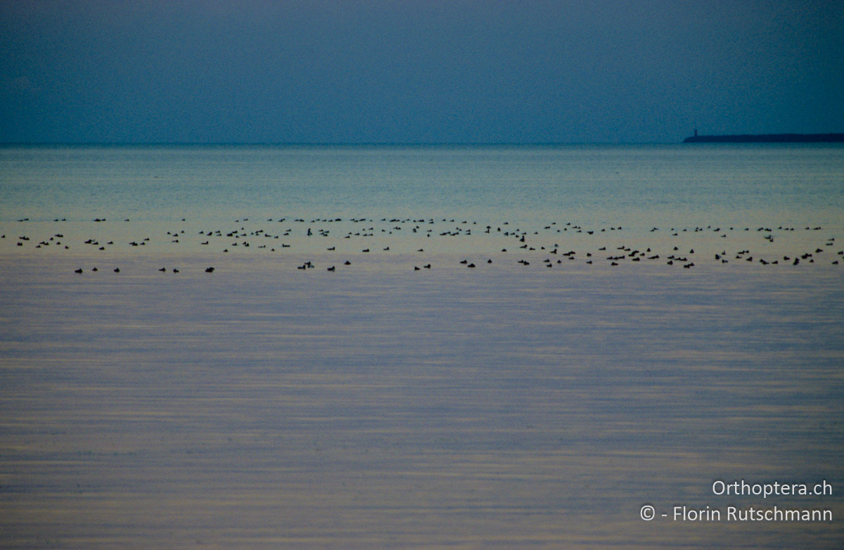 21.08.2004 Abendstimmung auf dem Meer vor Engure. Lettland