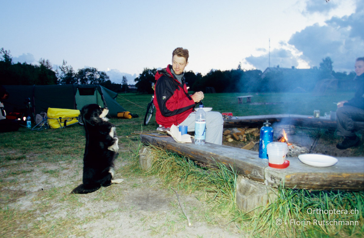 22.08.2004 Der Wach-Dackel des Campingplatzes in Kolka hat einiges an Erfahrungen mit Touristen. Lettland