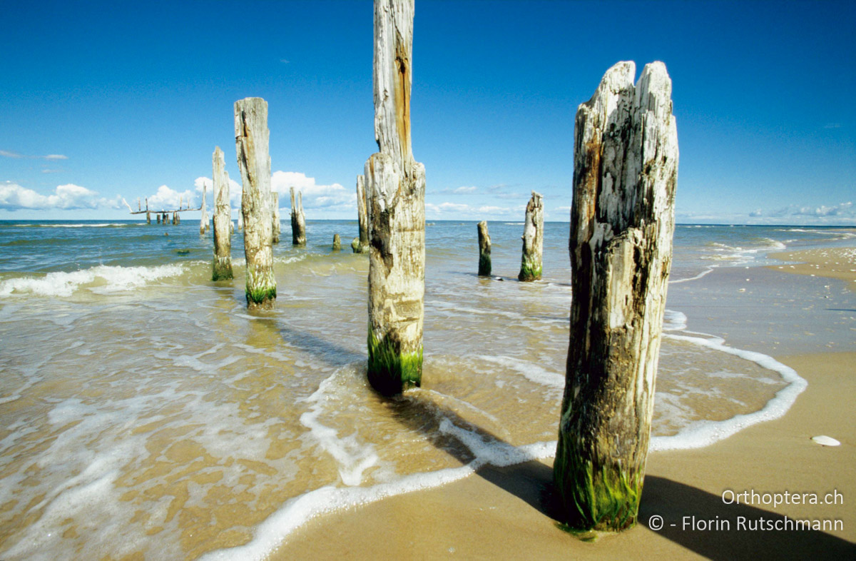 24.08.2004 Reste eines Bootssteges an der Küste bei Mazirbe im Slīteres Nationalpark erinnern an die Geschichte. Lettland