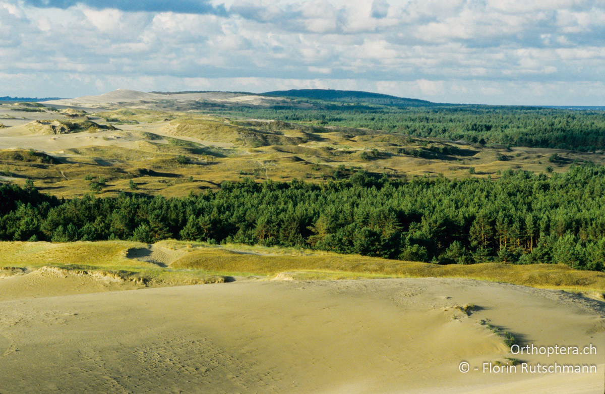 31.08.2004 Die Dünen im Nationalpark Kurische Nehrung bei Nidda. Litauen