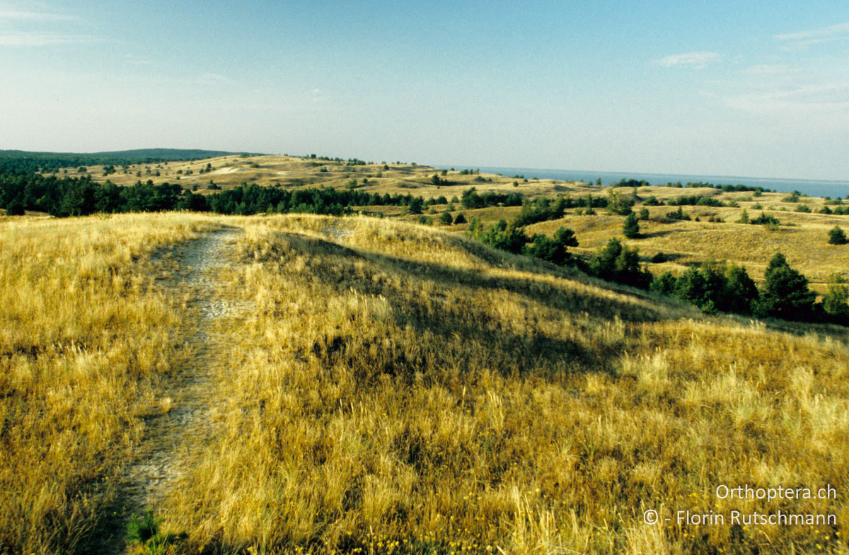31.08.2004 Steppenartige Landschaft im Nationalpark Kurische Nehrung zwischen den Dünen bei Juodkrante (Schwarzdorf). Litauen