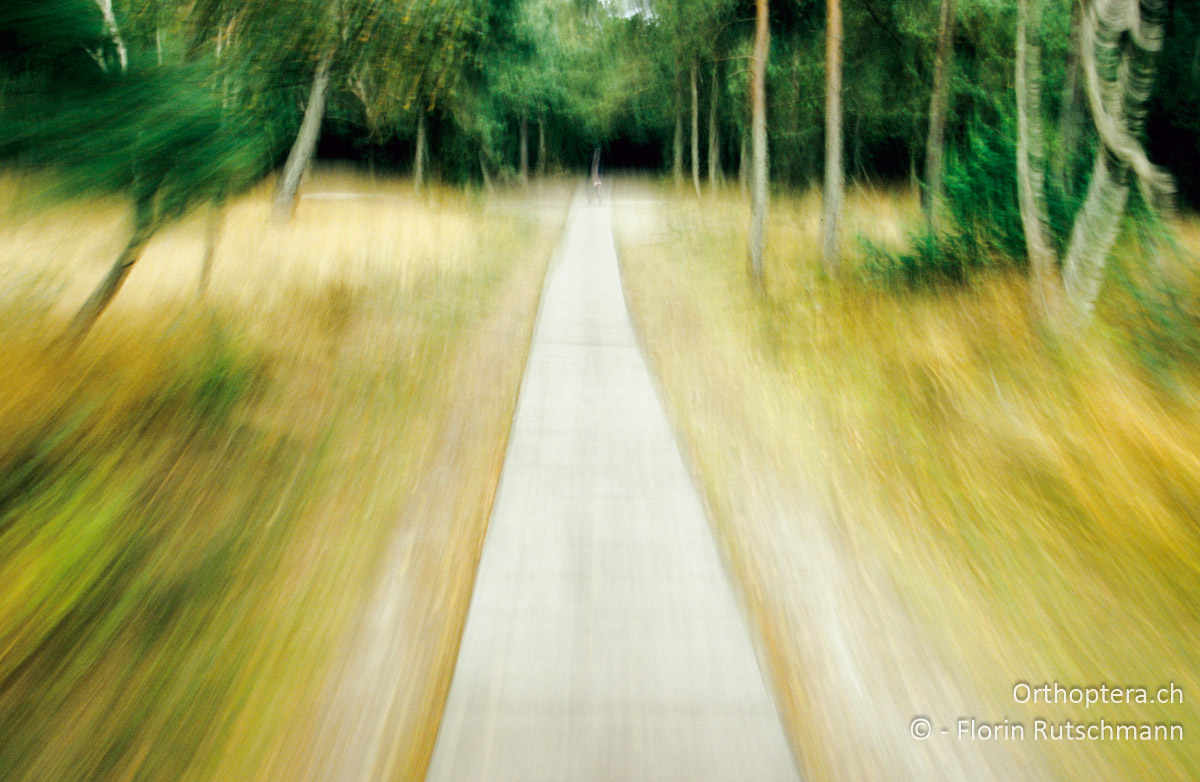 01.09.2004 Wanderwege zwischen Dünen und Wald führen durch den bezaubernden Nationalpark der Kurischen Nehrung. Litauen