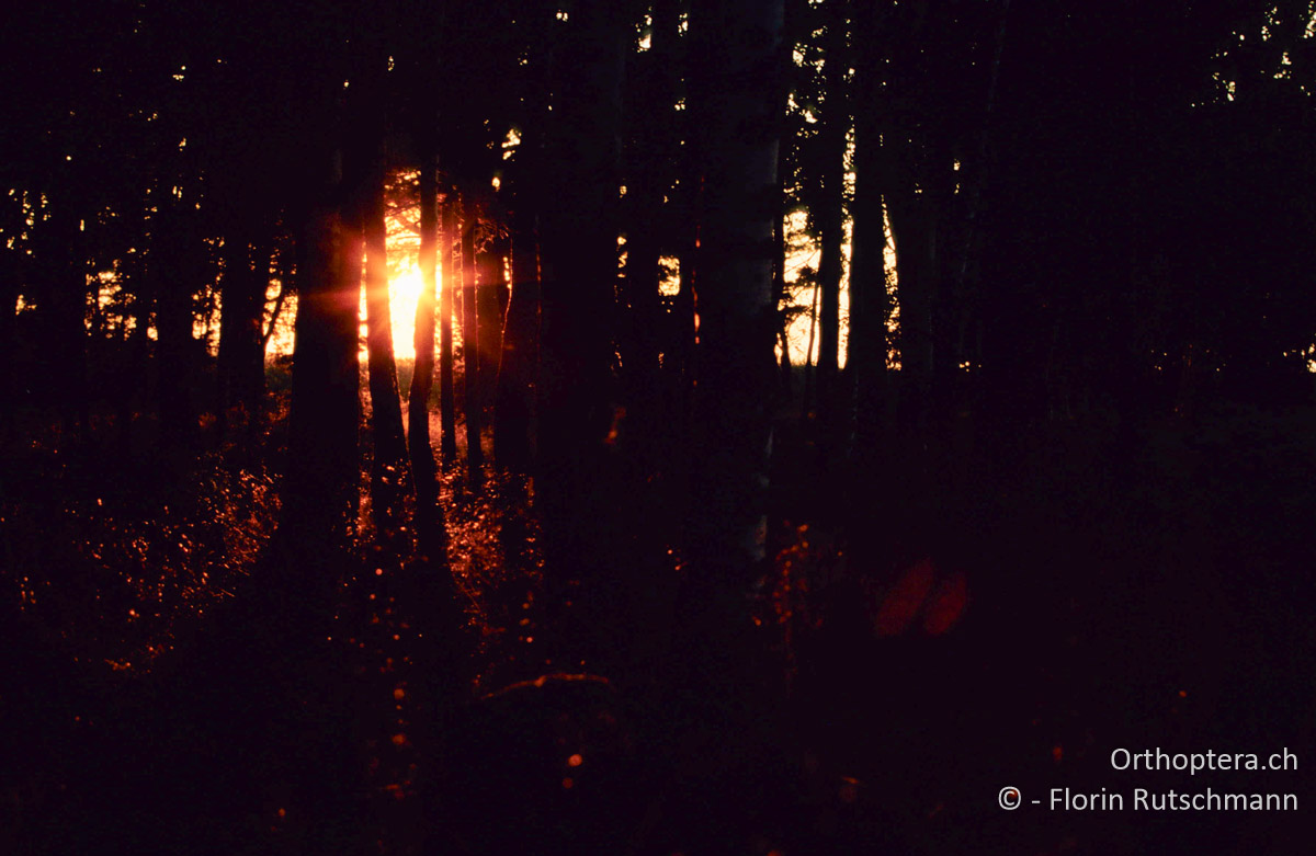 11.08.2004 Abendsonne bei Käsmu im Lahemaa Nationalpark. Estland