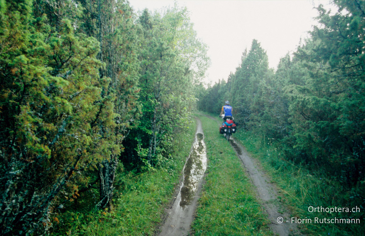 17.08.2004 Fahrt durch mannshohen Wachholderwald an den Strand bei Paatsalu. Estland