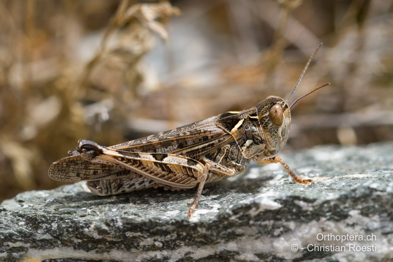 Dociostaurus maroccanus ♀ - GR, Thessalien, Meteora, 17.07.2012