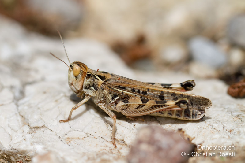 Dociostaurus maroccanus ♀ - GR, Makedonien, Volvisee, 17.05.2013