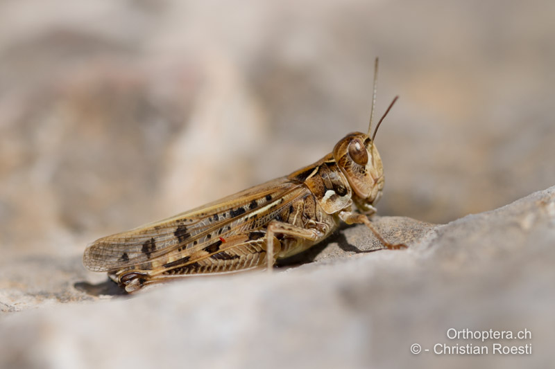 Dociostaurus maroccanus ♀ - GR, Attika, Athen, 24.05.2013