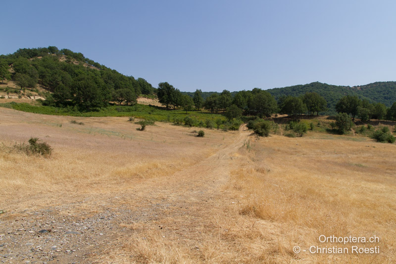 Weg in einer ausgetrockneten Weide, hier lebt die Art zusammen mit Dociostaurus brevicollis und Dociostaurus (Notostaurus) anatolicus - GR, Thessalien, Meteora, 17.07.2012