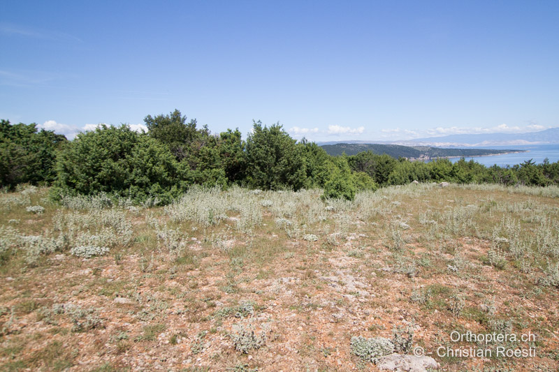 Offene Küstenlandschaft - HR, Dalmatien, Cres, 21.06.2016
