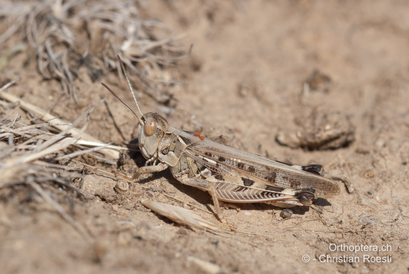 Dociostaurus maroccanus ♂ - FR, Bouches-du-Rhône, Crau, 23.06.2009