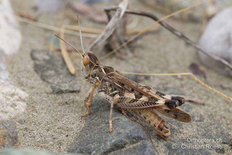 Dociostaurus maroccanus ♂ - GR, Rhodos, Gennadi, 22.05.2013