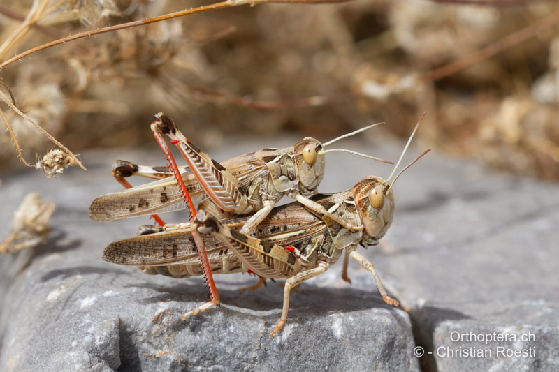 Dociostaurus maroccanus ♂ - GR, Rhodos, Lardos, 22.05.2013