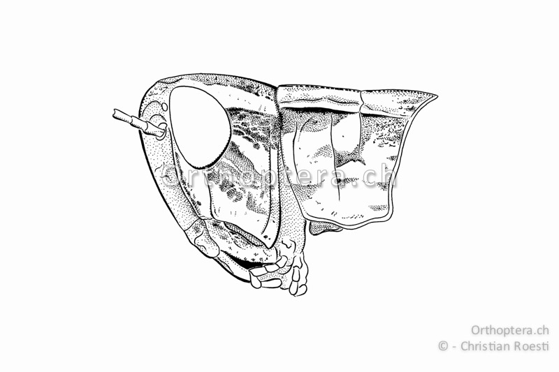 Kopf und Halsschild von Euchorthippus declivus ♀. Der grosse Kopf und das Halsschild sind kontrastreich gezeichnet.