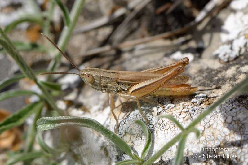 Euchorthippus elegantulus ♂ - FR, Bouches-du-Rhône, Col des Portes, 11.06.2012