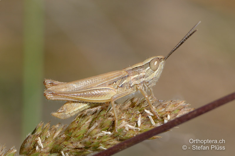 Euchorthippus elegantulus ♂ - FR, Bouches-du-Rhône, Saint-Martin-de-Crau, 13.06.2012
