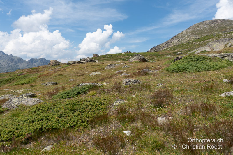 Alpine Zwergstrauchheide in Übergang zu alpinen Rasen - CH, VS, Saas-Balen, 12.08.2024