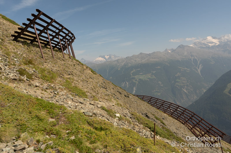 Offene steinige Stellen in den alpinen Zwergstrauchheiden, die durch die Bauarbeiten der Lawinenverbauungen entstanden sind - CH, VS, Törbel, 21.08.2024