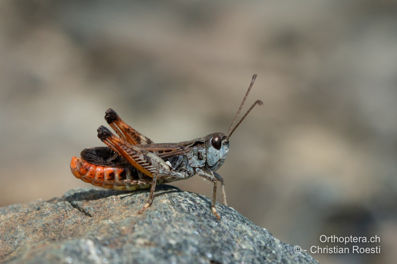 Singendes ♂ von Myrmeleotettix maculatus - CH, VS, Törbel, 21.08.2024