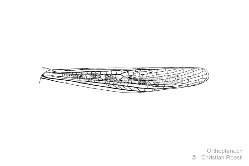 Linker Vorderflügel von Omocestus minutus ♂ in Ruheposition. Der Flügel ist sehr schlank und lang.