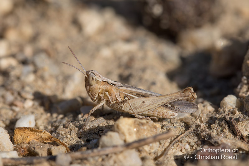 Omocestus minutus ♀ - GR, Makedonien, Nea Kardylia, 05.07.2017