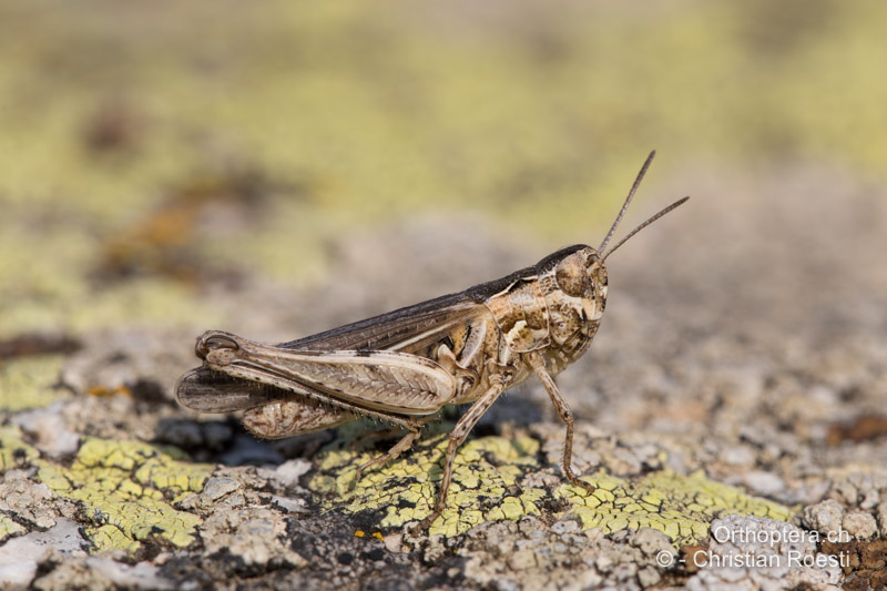 Omocestus minutus ♀ - GR, Makedonien, Serres, 09.07.2017