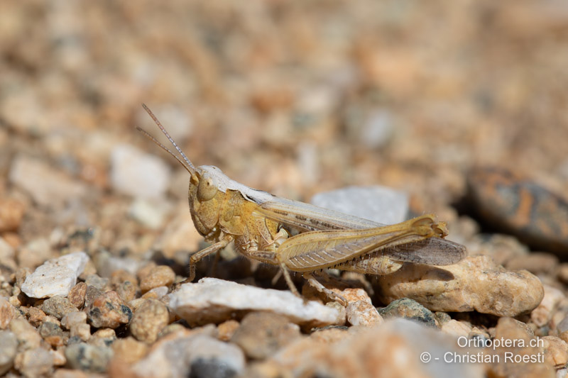 Omocestus minutus ♀ - GR, Westmakedonien, Prespasee, 13.07.2017