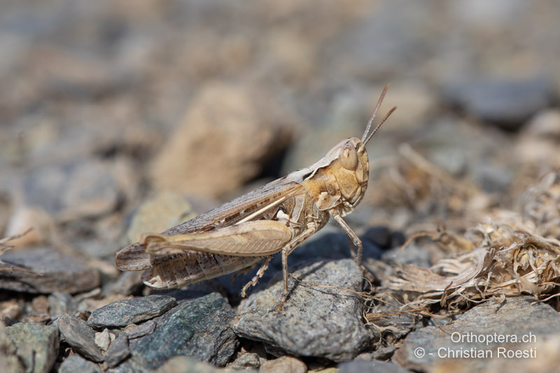 Omocestus minutus ♀ - RO, Dobrudscha, Greci, 13.09.2023