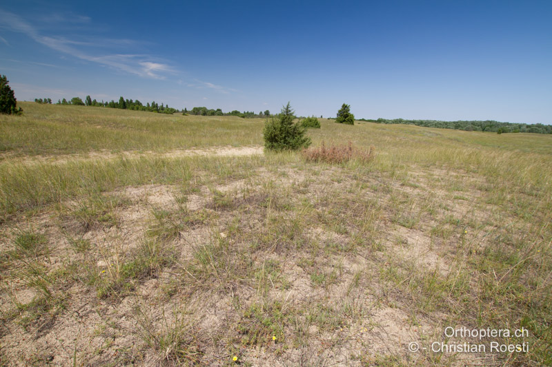 Lückig bewachsene Sanddünen - HU, Südliche Grosse Tiefebene, Kecskemét, 08.07.2016