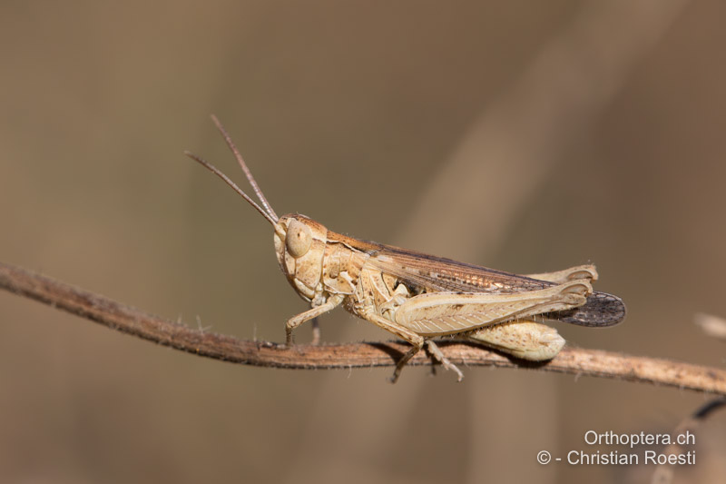 Omocestus minutus ♂ - GR, Makedonien, Kerkini, 08.07.2017
