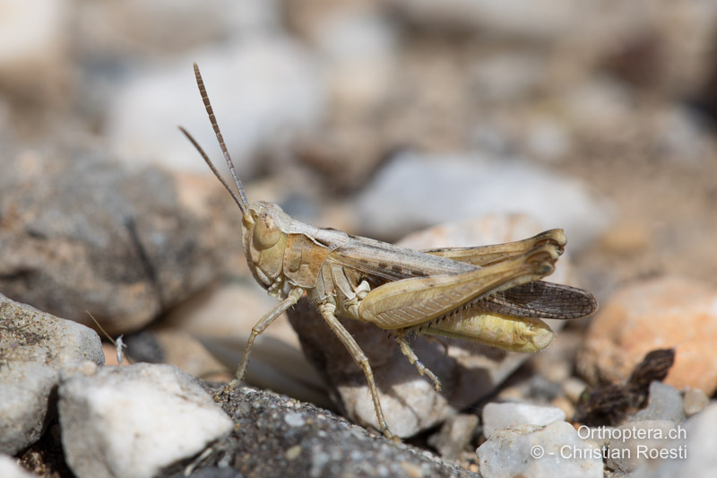 Omocestus minutus ♂ - GR, Westmakedonien, Prespasee, 13.07.2017