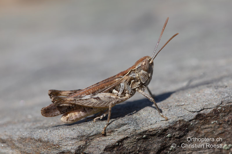 Omocestus minutus ♂ - RO, Dobrudscha, Greci 13.09.2023