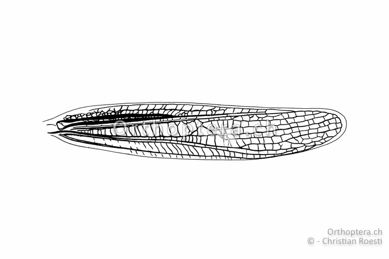 Linker Vorderflügel von Stenobothrus fischeri ♀.