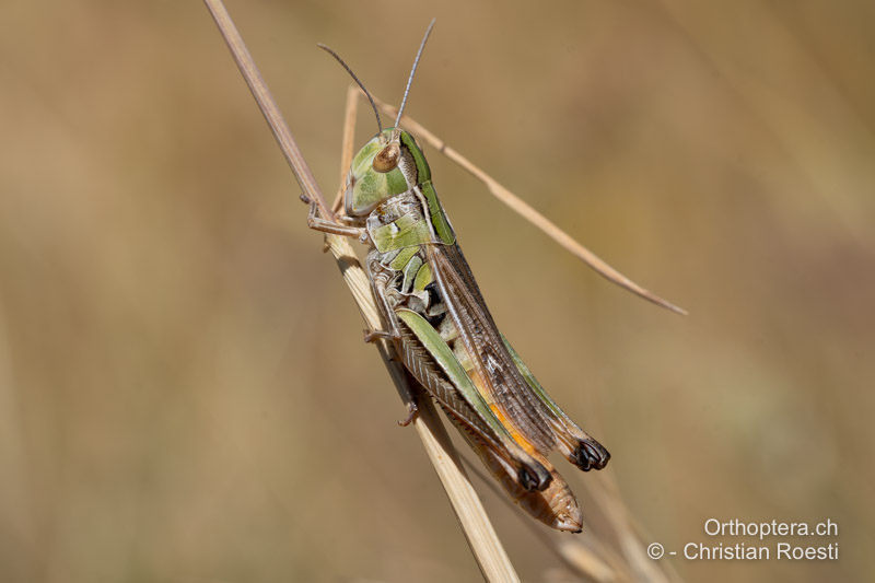 Stenobothrus fischeri ♀ - AL, Gjirokastra, Këlcyra, 19.06.2024