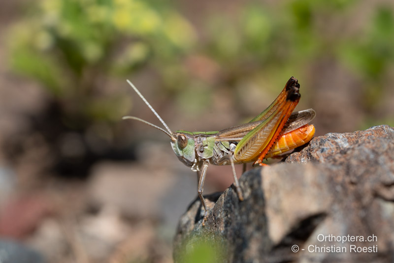 Stenobothrus fischeri ♂ - AL, Korça, Korça, 18.06.2024