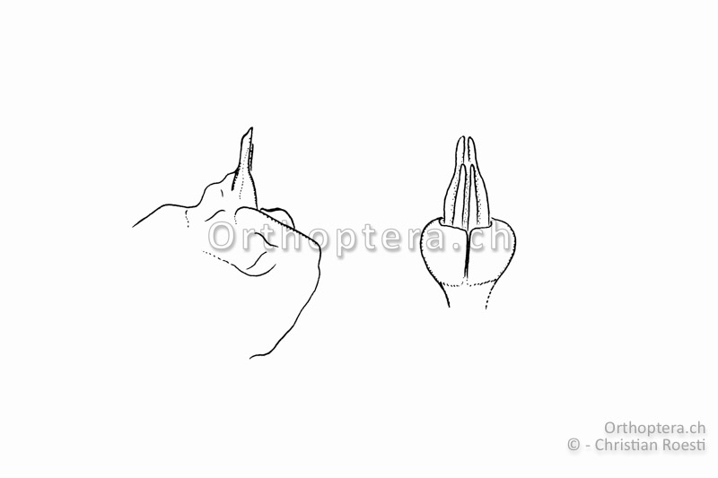 Penis von der Seite (links) und von hinten (rechts) eines Micropodisma salamandra ♂