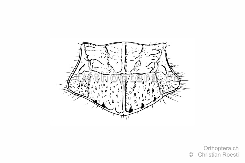 Halsschild von Acrotylus insubricus ♀ von oben. Der Hinterrand ist gewinkelt und das Halsschild trägt Tuberkeln und Schwielen.