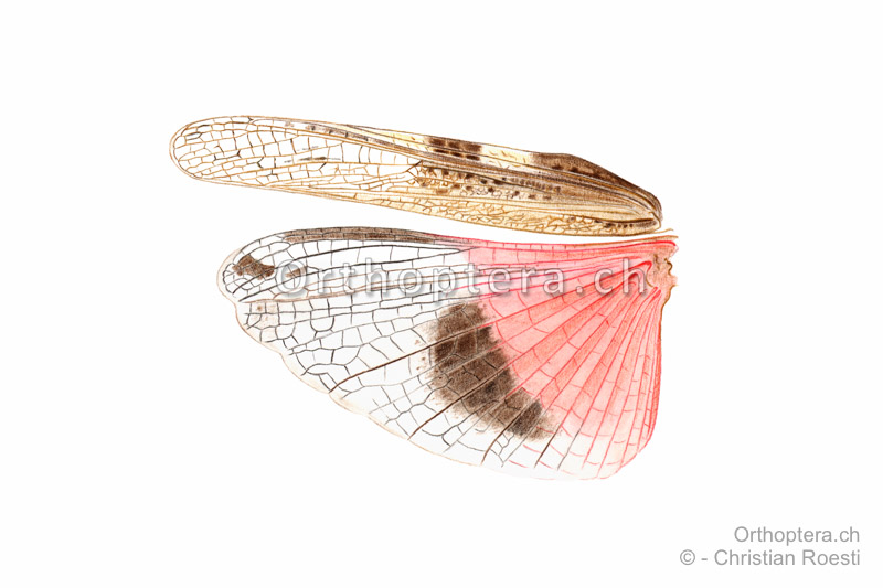 Linke Flügel von Acrotylus insubricus ♂.