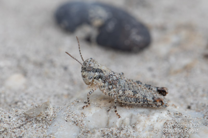 Larve von Acrotylus patruelis im 3. Stadium - IT, Friaul-Julisch Venetien, Spilimbergo, 06.08.2022
