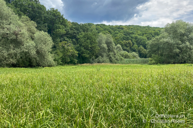 Feuchte Wiesen mit Binsen und Seggen aber ohne Schilf - RO, Transsilvanien, Homorod, 09.07.2022