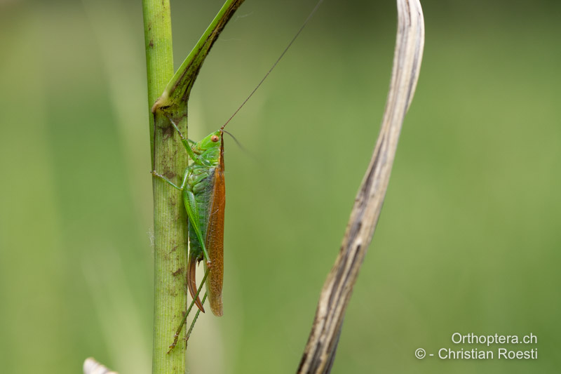 Makropteres ♀ von Conocephalus dorsalis - RO, Transsilvanien, Homorod, 09.07.2022