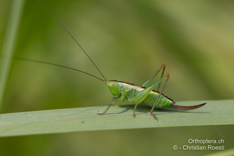 ♀ Larve von Conocephalus dorsalis im 6. und letzten Larvenstadium - RO, Transsilvanien, Homorod, 09.07.2022