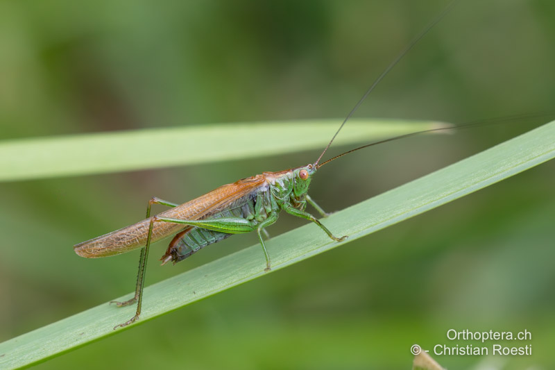 Makropteres ♂ von Conocephalus dorsalis - RO, Transsilvanien, Homorod, 09.07.2022