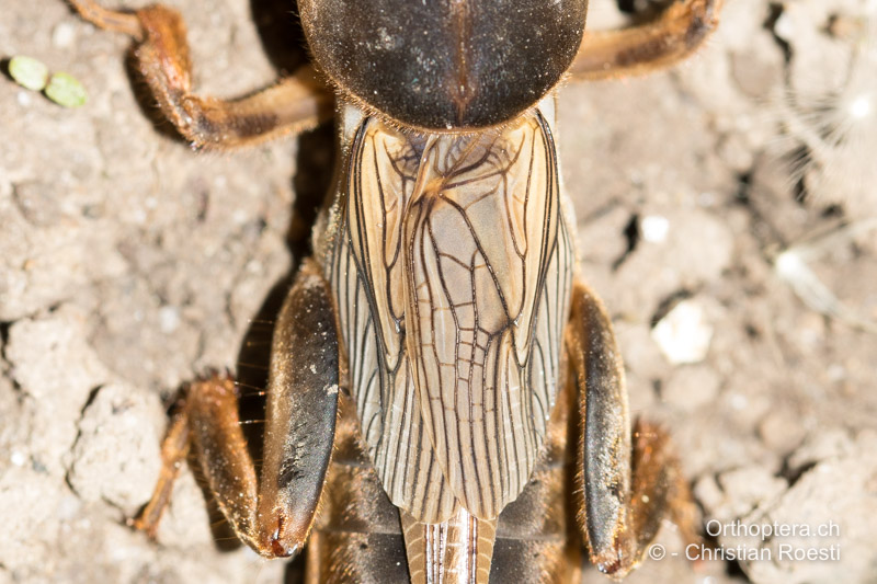 Vorderflügel mit Adernverzweigung in der Form einer Stimmgabel beim Gryllotalpa ♂ von gryllotalpa - CH, TI, Cadenazzo, 17.05.2016