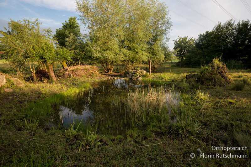 Extensiv beweidete Feuchtfläche - CH, AG, Stetten, 05.06.2017