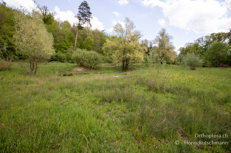 Extensiv beweidete Feuchtfläche - CH, AG, Stetten, 23.05.2025