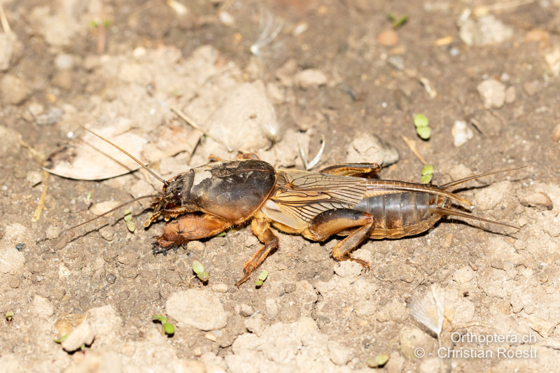 Gryllotalpa gryllotalpa ♂ - CH, TI, Cadenazzo, 17.05.2016