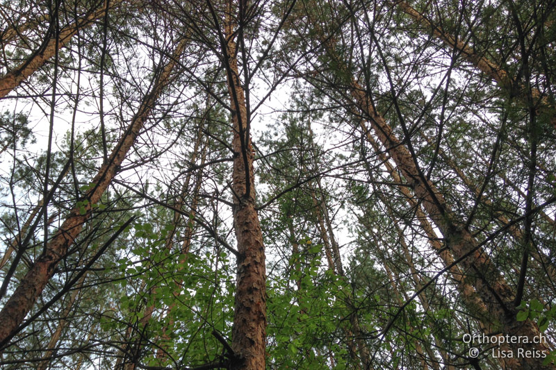 Kiefernwald - AT, Niederösterreich, Kamptal, 06.09.2017